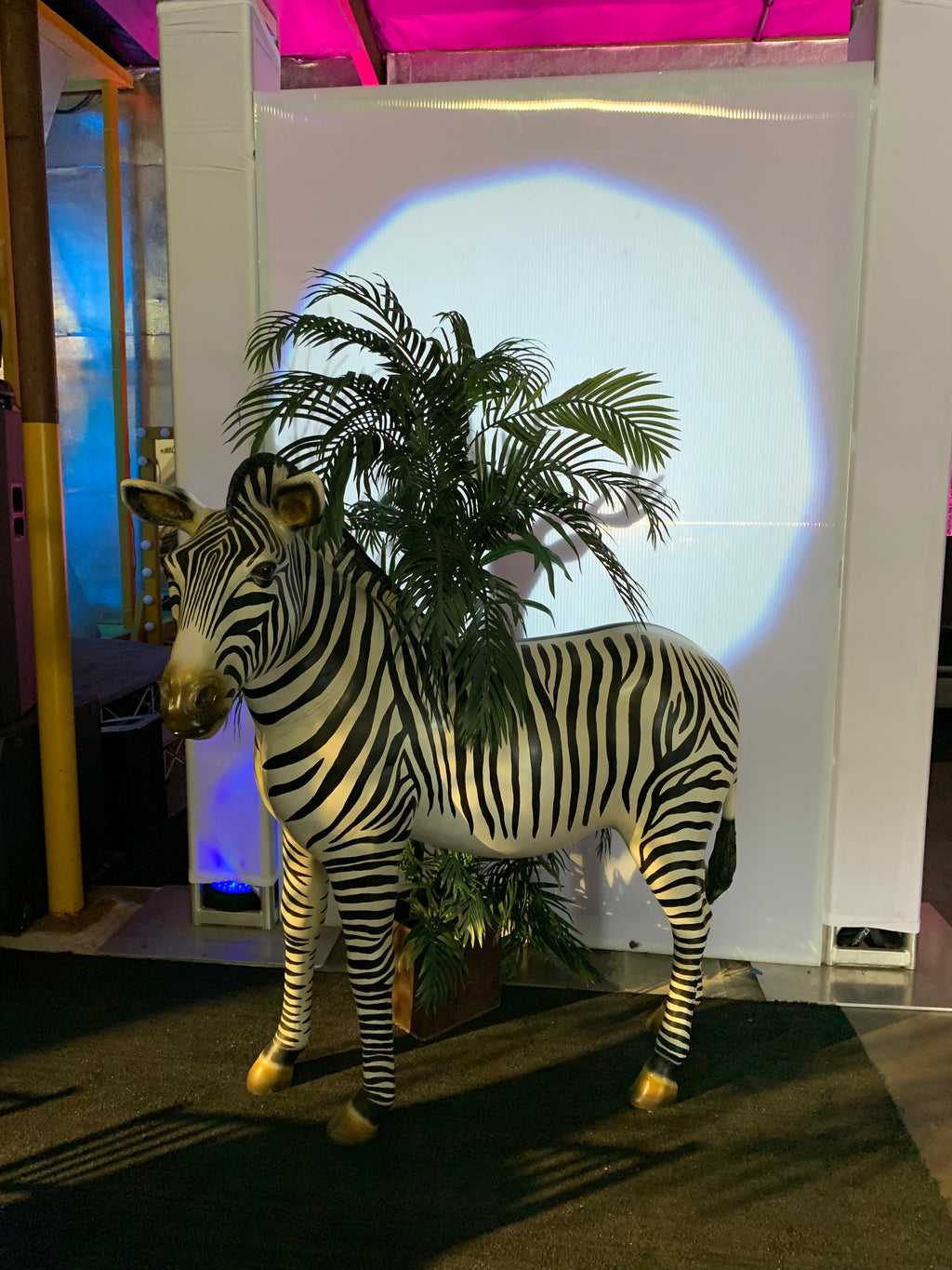 Adult Standing Zebra